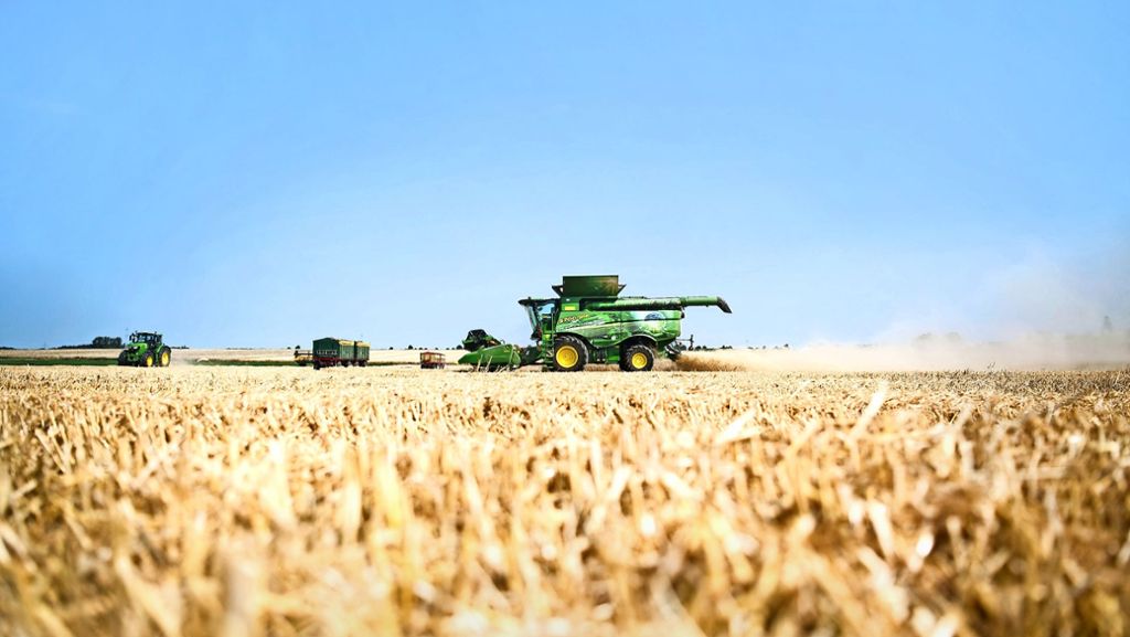 Dürre: Treibt der Weizenpreis die Brotkosten nach oben?