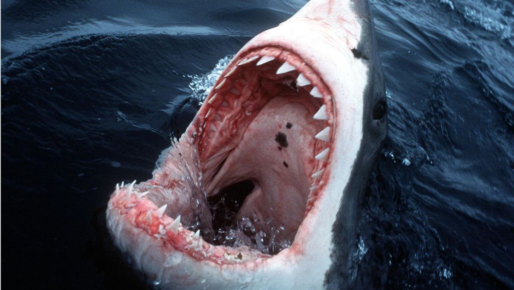 Weiße Haie vor der US-Küste: Hai-Alarm am Cape Cod