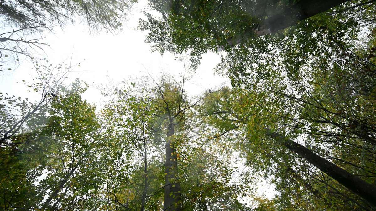Natur: „Opportunistische“ Pilze machen Bäumen zu schaffen