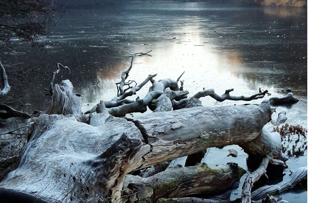 „Winterverzaubert“ war die Fotografin aus Sindelfingen bei diesem Anblick vom Bärensee.
