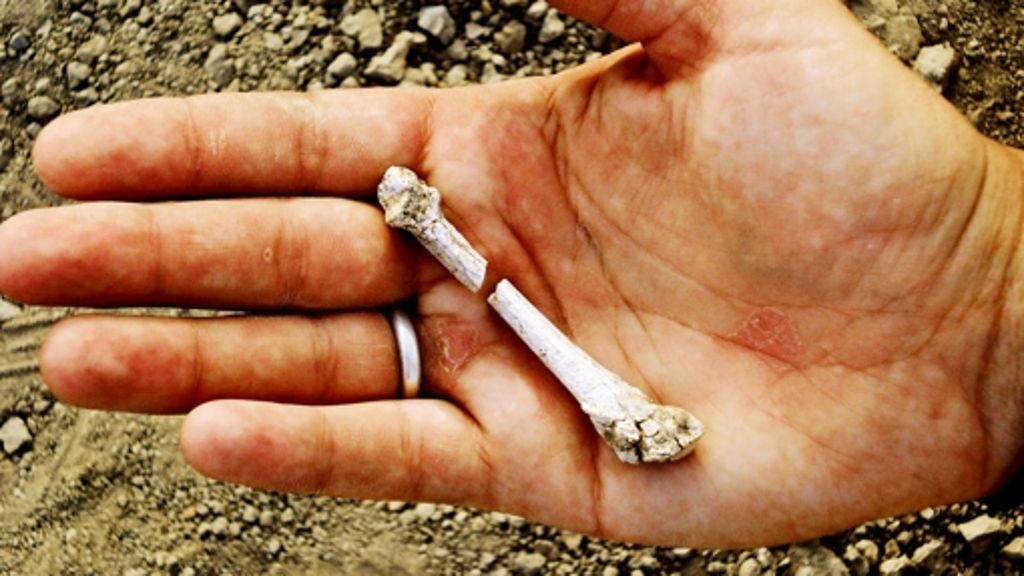  Ein paar fossile Knochen, die 3,4 Millionen Jahre alt sind, zeigen, wie der Mensch nach und nach den aufrechten Gang entwickelte. 