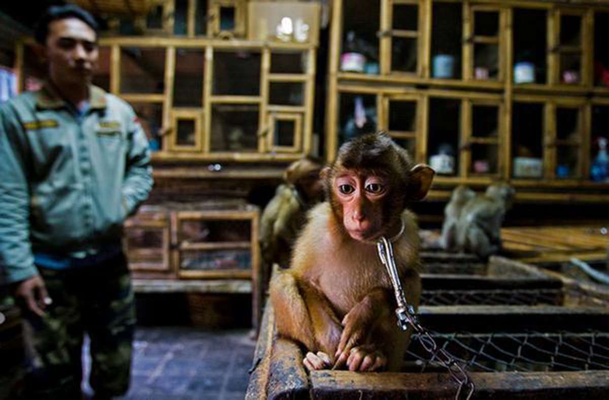 „Wildlife Photojournalist Story Award“: Paul Hilton erhielt für das Foto eines jungen Makak, der auf einem Markt auf Bali angekettet ist, den Wildlife Photojournalist Story Award.