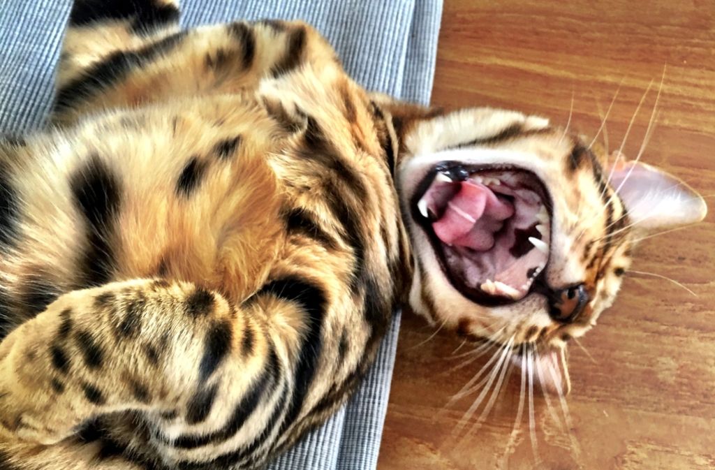 „Stretching nach einem ausgedehnten Mittagsschlaf“ sieht bei dieser Bengal-Katze von Kai Bertazzoni so aus.