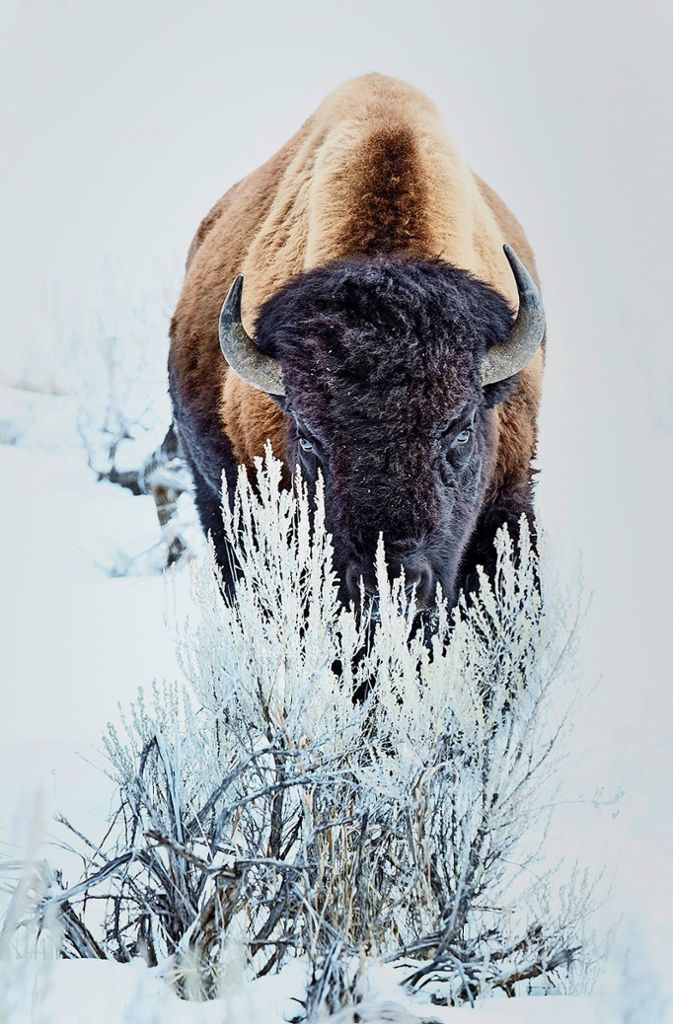 Kanadischer Bison mit sehr bösem Blick.