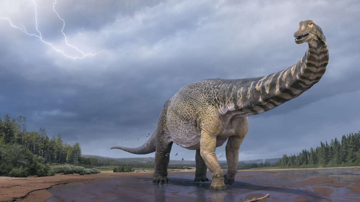  Dieser Dinosaurier war vermutlich der größte seiner Art und bevölkerte vor 95 Millionen Jahren das heutige Australien. Nach vielen Jahren der Forschung am Skelett hat der Dino-Titan jetzt auch einen Namen: Australotitan cooperensis – Spitzname Cooper. 