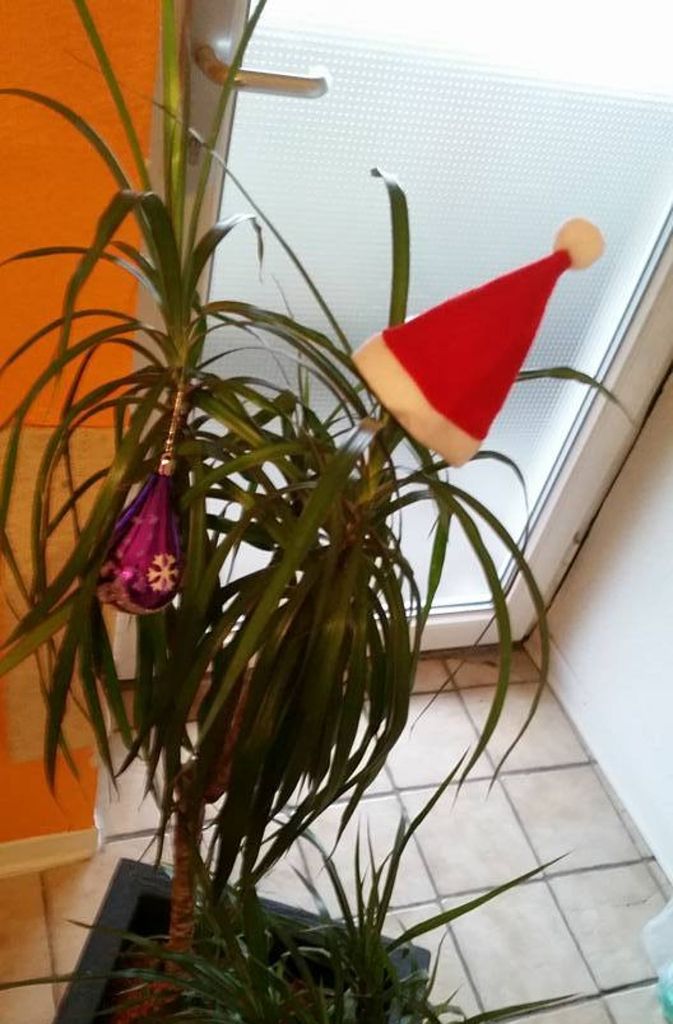 Der Drachenbaum soll an Weihnachten auch nicht leer ausgehen – die „Schwarze Heike“ auf Facebook hat uns das Bild gesendet.