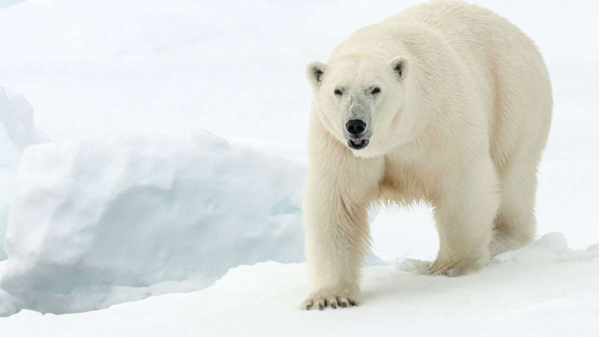  Auf einem Zeltplatz auf Spitzbergen hat ein Eisbär einen Mann angegriffen und tödlich verletzt. Auch das Tier überlebte den Vorfall nicht – mehrere Menschen sollen auf das Tier geschossen haben. 