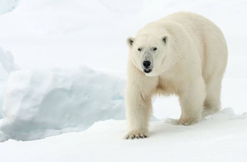 Ein Eisbär hat auf Spitzbergen einen Mann getötet (Symbolbild). Foto: imago images/blickwinkel/AGAMI/R. de Haas