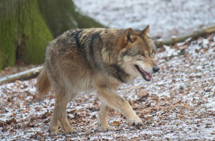 Fund toter Tiere im Landkreis Rastatt: Tote Schafe und Ziege: War es ein Wolf?