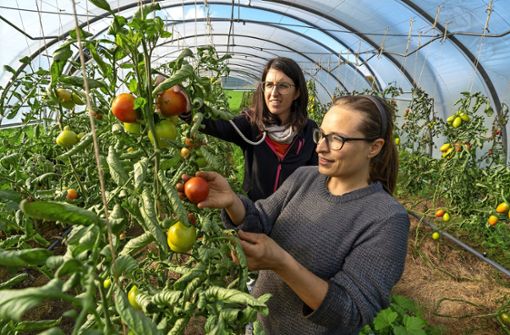 Anna Eisenhardt (hinten) prüft mit Gärtnerin Johanna Fuoß die Reife der Tomaten. Foto:  
