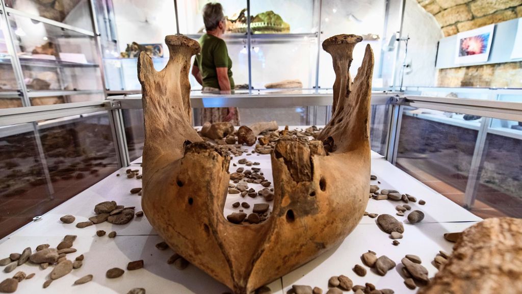 Ausstellung im Museum im Hirsch: Ein Mammutkiefer in Remshalden