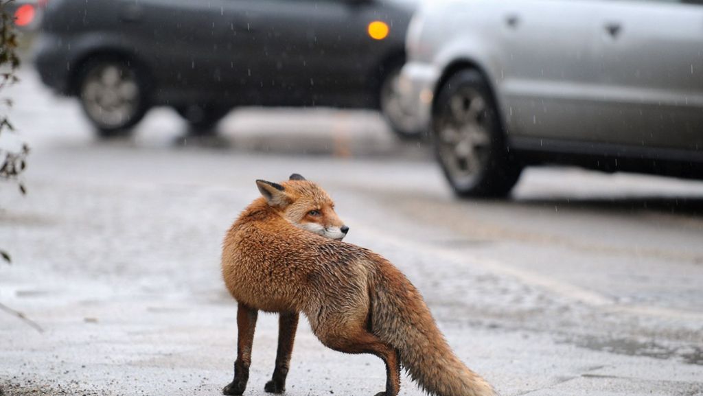 Fuchs in der Göppinger Innenstadt: Polizei schützt Bürger vor aggressivem Tier