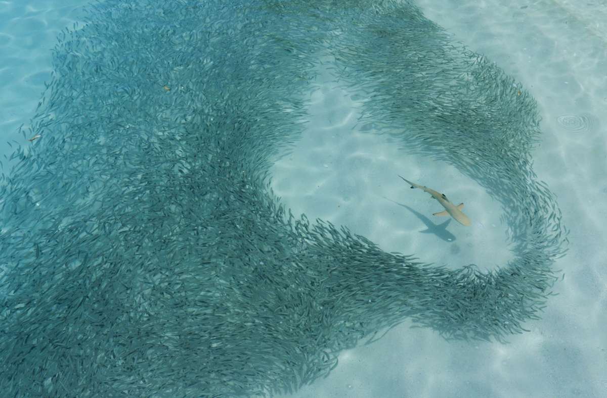 Das Sachbuch „Die verborgene Welt der Ozeane“ bildet tolles Anschauungsmaterial wie dieses Foto: Fische bilden einen Schwarm, um sich vor dem angreifenden Hai zu schützen.