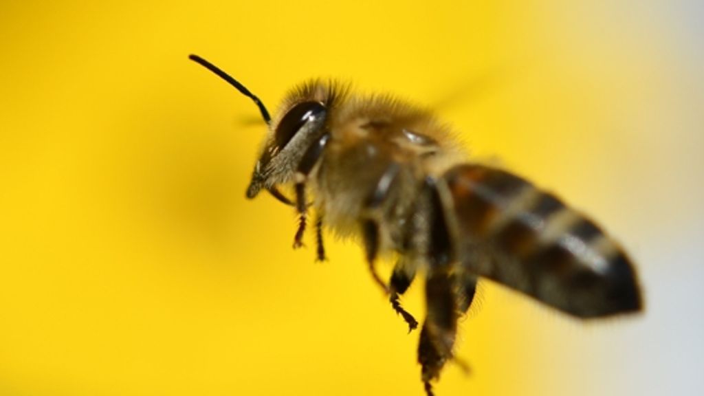Umwelt: Von  Bienchen und Blümchen