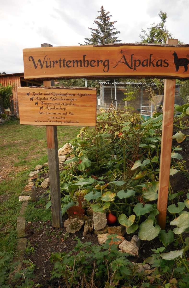 Die Ranch der Württemberg Alpakas befindet sich in den Aspen in Untertürkheim