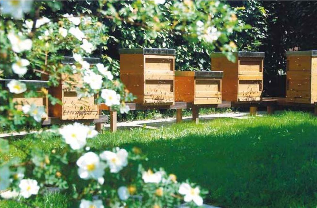 Auch Bienenvölkern bietet die Kreissparkasse Ludwigsburg in 18 Stöcken ein Plätzchen mitten in der Innenstadt.