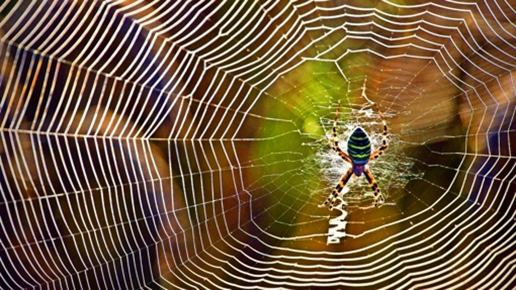 Kinderwissen: Experimente mit Spinnseide