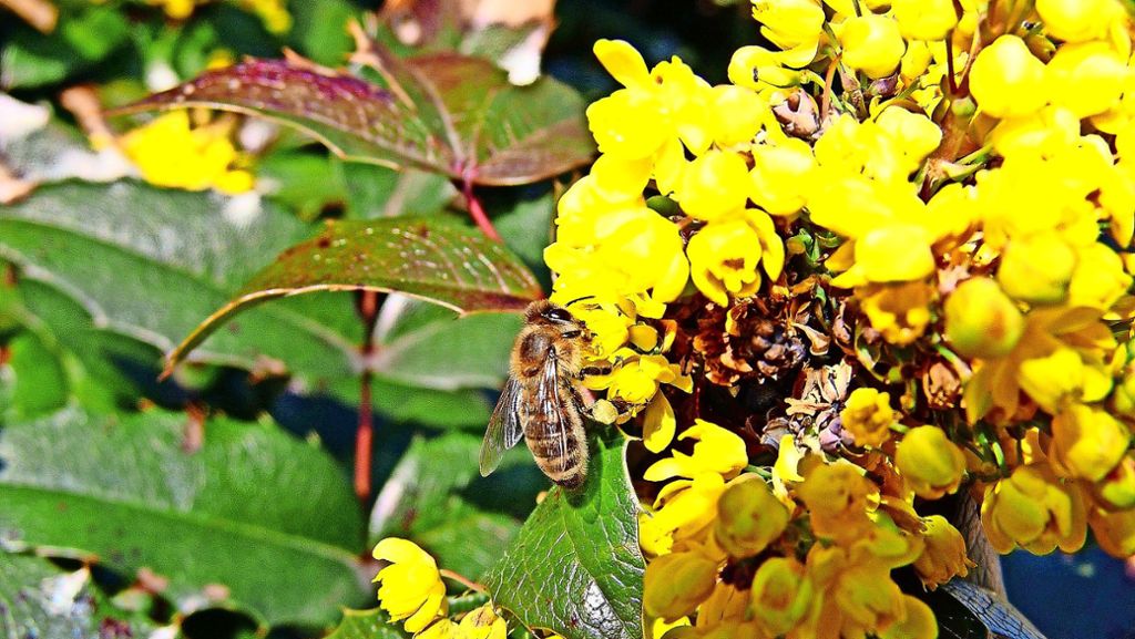 Remstal-Bienenroute: Noch mehr Blüten als zur Gartenschau
