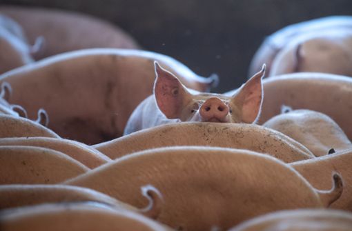Haus- und Wildschweine können von der Schweinepest betroffen sein. Foto: dpa/Sina Schuldt