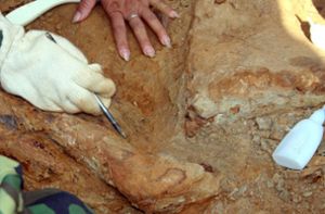 Unbekannter Dinosaurier von der Schwäbischen Alb entdeckt