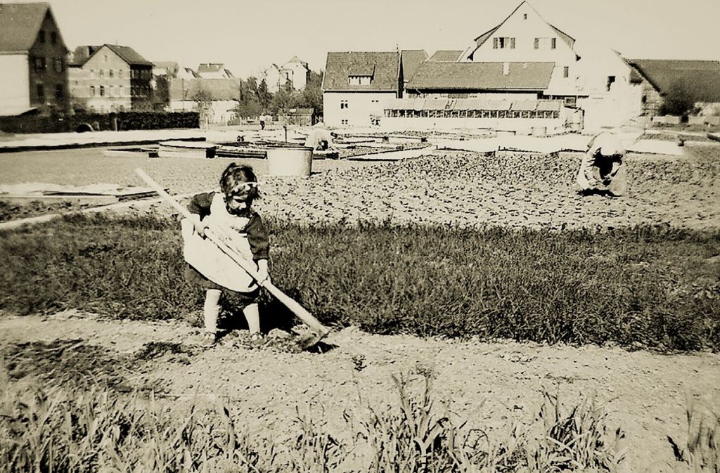 Eine Szene aus den 1950er Jahren: die Fellbacher Gärtnerei Koch