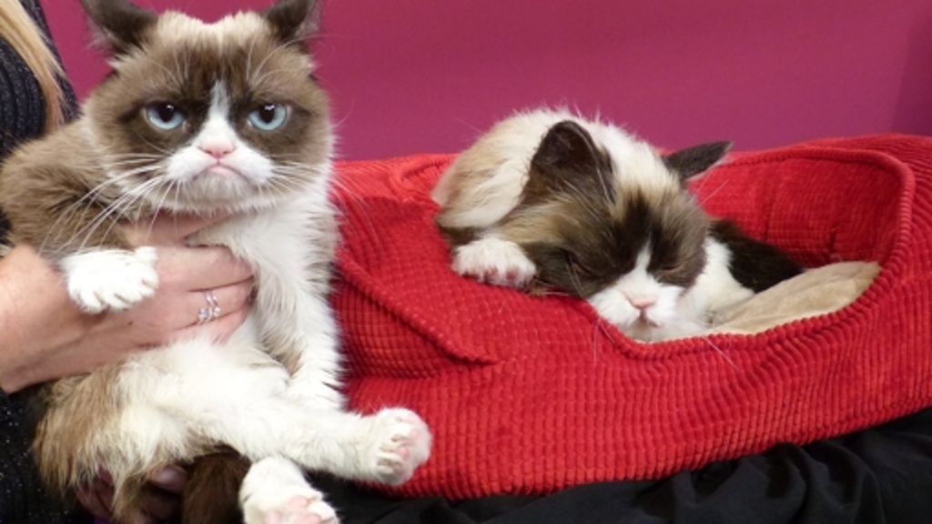 Grumpy Cat bei Madame Tussauds: Grimmig wie immer