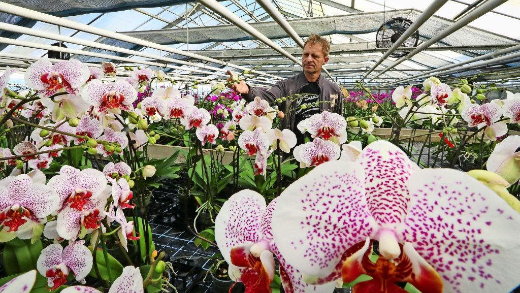  In unserem Adventskalender öffnen wir jeden Tag ein spannendes Türchen für Sie. Am 8. Dezember sind wir in den Gewächshäusern von Werner Metzger in Schönaich zu Besuch. Er ist der größte Orchideen-Produzent Süddeutschlands. 