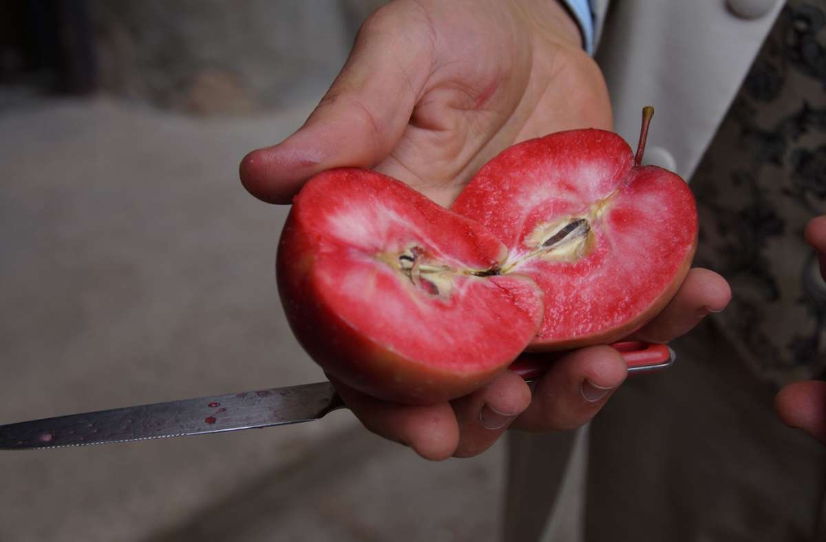 Dort kultiviert er alte Apfelsorten, so wie diesen Blutapfel.