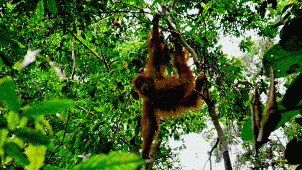 Indonesien: Sumatra: Pfadfinder im Dschungel