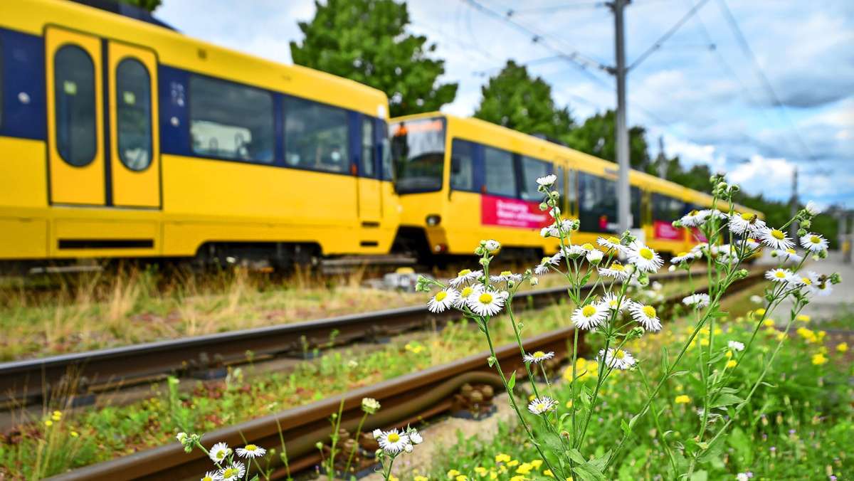 Stuttgarter Stadtbahnen: Schlucken Magerwiesen Lärm?
