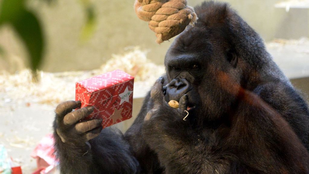 Wilhelma Stuttgart: So tierisch freuen sich die Affen über ihre Geschenke