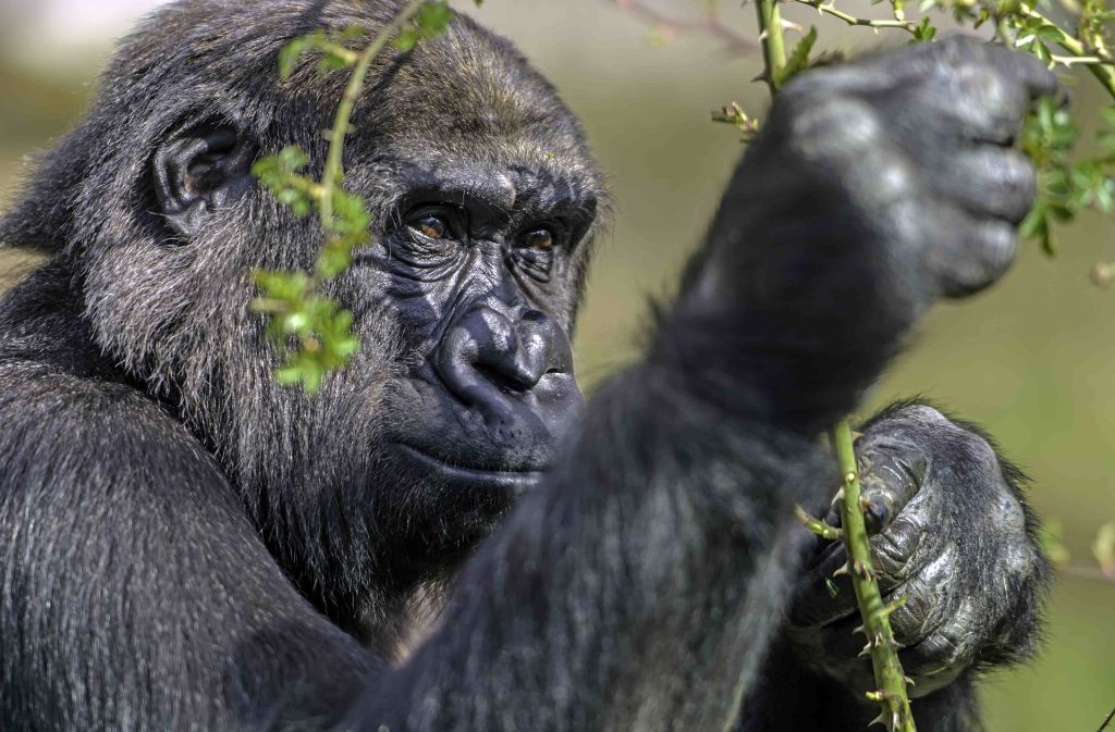 Die Tochter von Silberrücken Kibo und Mutter Mutasi war das 30. im Zoologisch-Botanischen Garten geborene Gorilla-Baby.