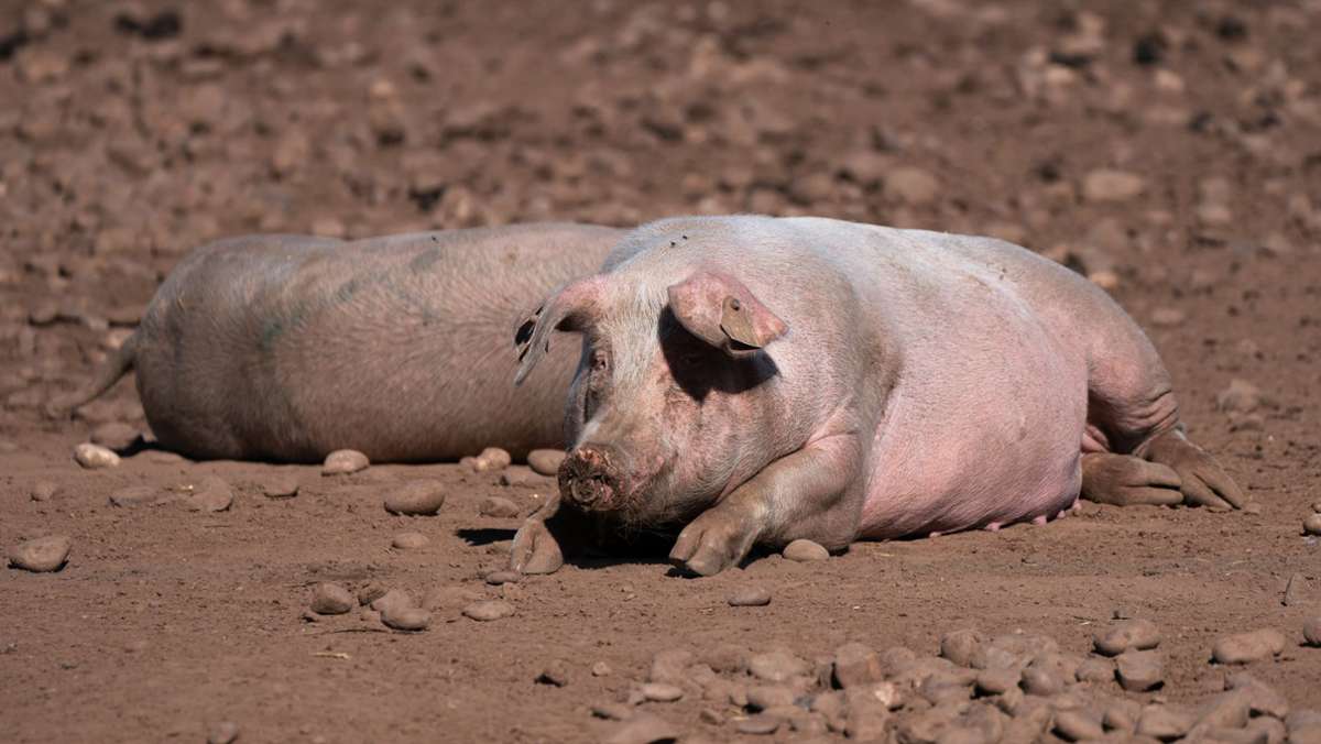 Schweinestau auf der Insel: Großbritannien stellt Visa für 800 ausländische Schlachter aus