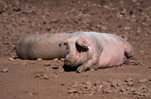 Großbritannien sucht händeringend nach Schlachtern für Schweine. Foto: dpa/Joe Giddens