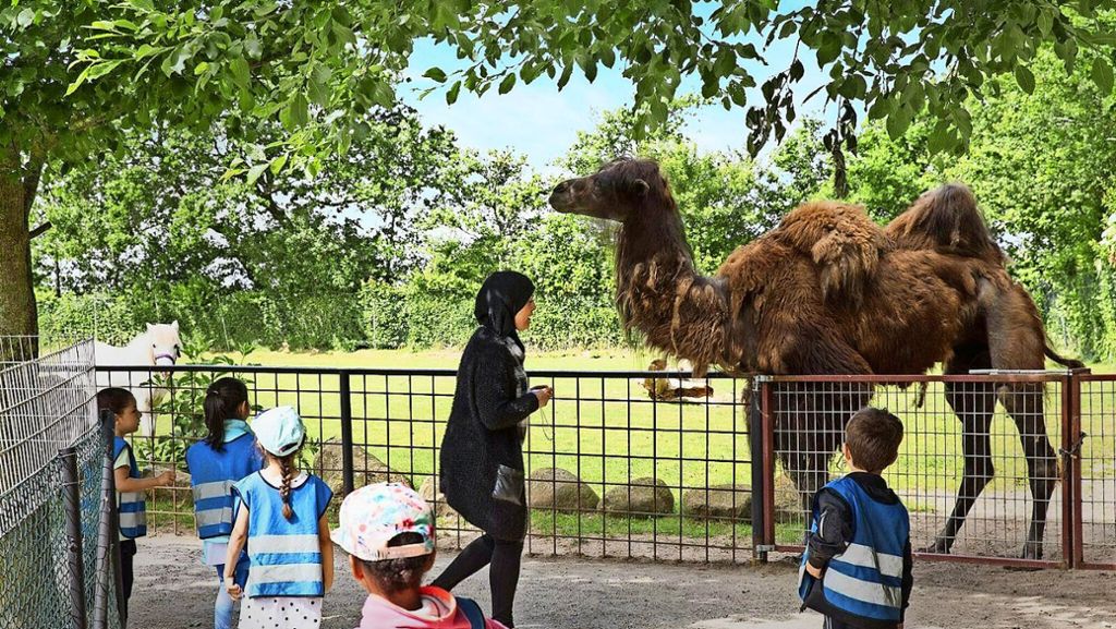 Zoo-Verkauf in Dänemark: Kamel wartet auf Käufer