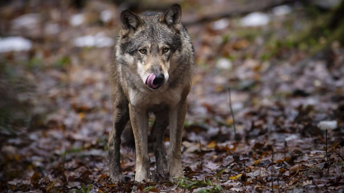 Bestand in Europa: Experte: Wolf hat wenig Einfluss auf Rothirsch-Bestand
