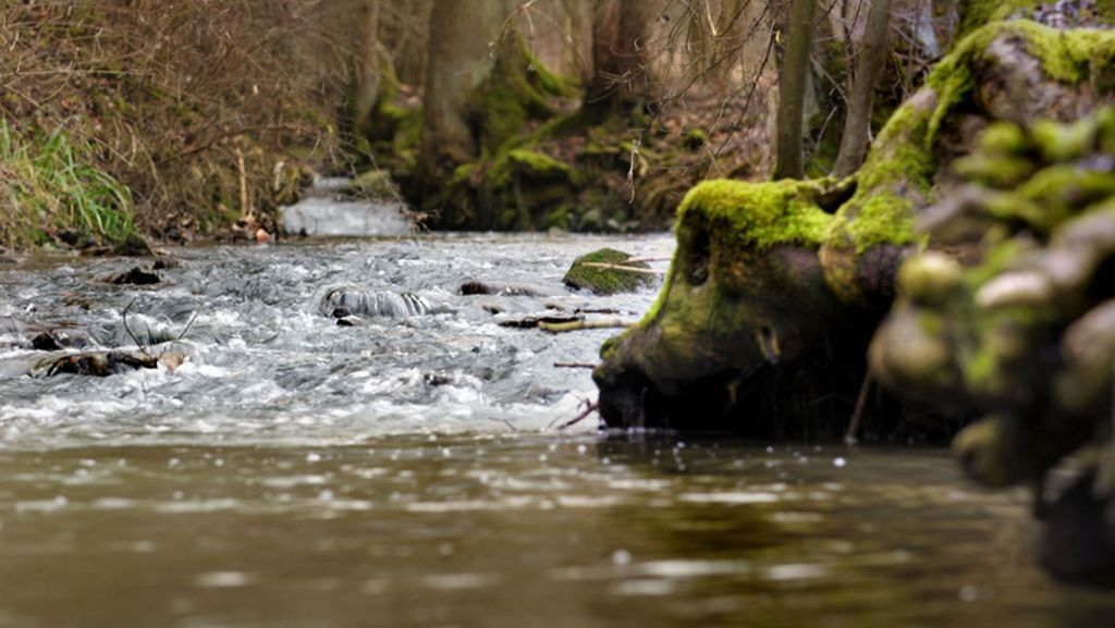 Klärwerk in Ditzingen: Wasserverschmutzung führt zu Fischsterben in der Glems