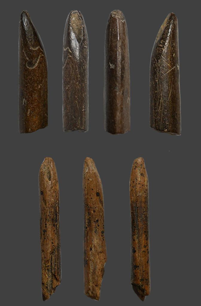 Werkzeuge aus Affenknochen und –zähnen, die in den Erdschichten aus dem Jungpleistozän in der Fa Hien-Höhle auf Sri Lanka gefunden wurden.