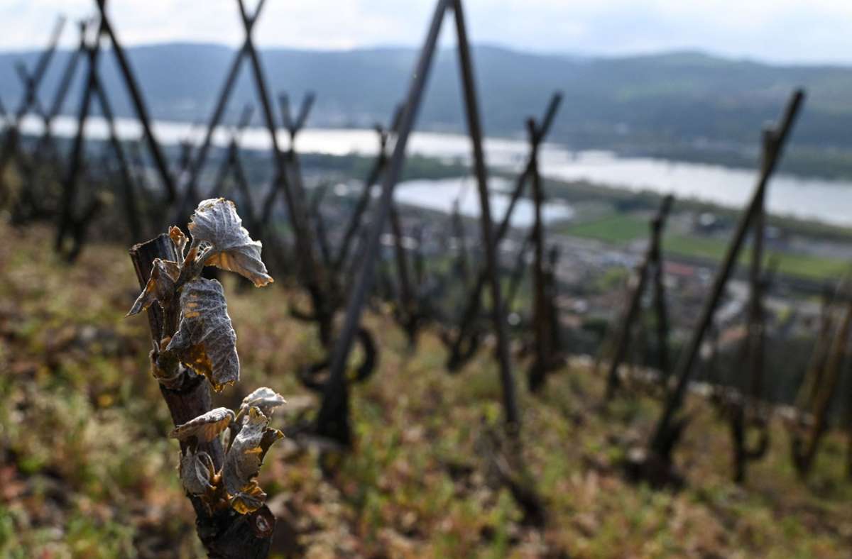 So sehen frostgeschädigte Weinreben aus – ein Bild aus dem Südosten Frankreichs, der ebenfalls betroffen ist. Foto: AFP/PHILIPPE DESMAZES