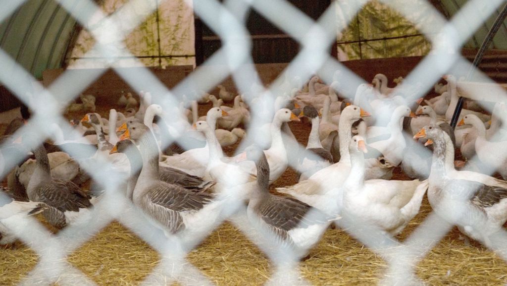  Das Vogelgrippe-Virus breitet sich in Deutschland aus - im Südwesten gilt landesweit die Stallpflicht für Haus- und Nutzgeflügel. So viele tote Tiere gab es hier noch nie zuvor. 