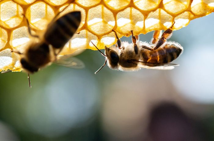 Unbekannter stiehlt Bienenvolk