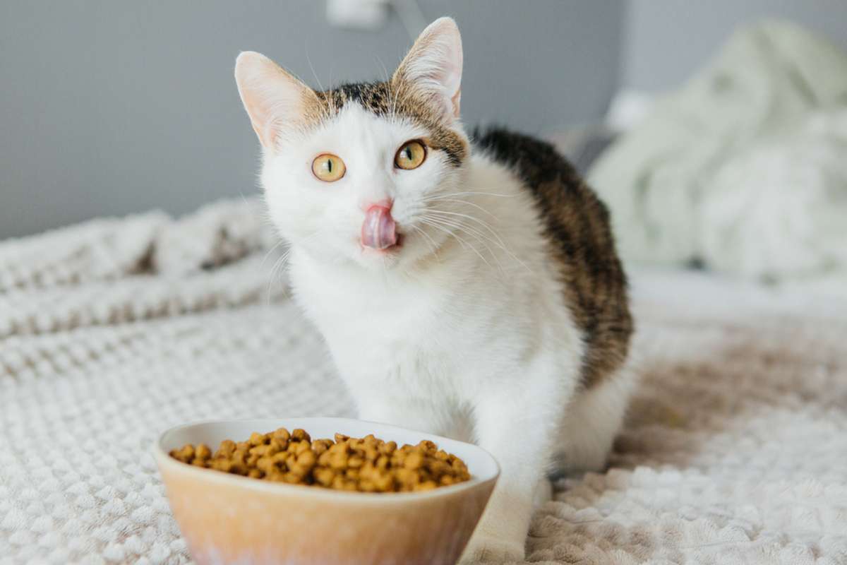 Die Umstellung von Nass- zu Trockenfutter gestaltet sich bei Katzen oft schwer. Mit diesen Tipps klappt der Umstieg.