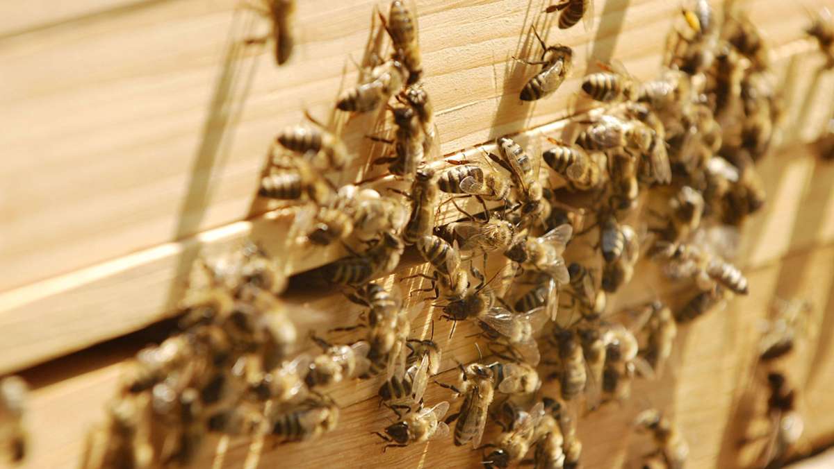 Steinheim an der Murr: Unbekannter stiehlt Bienenvölker