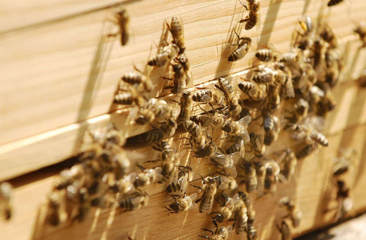 Elf Bienenvölker sind bei Steinheim an der Murr gestohlen worden (Symbolbild). Foto: imago images/blickwinkel/McPHOTO/B. Leitner