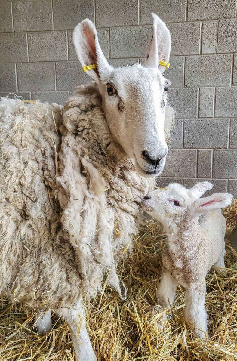 April: Auf dem Schaubauernhof haben insgesamt 19 Jungtiere bei den Kamerunschafen, Skudden und Afrikanischen Zwergziegen das Licht der Welt erblickt. Eine Besonderheit in diesem Jahr war die Geburt des allerersten Lamms bei den Border-Leicester-Schafen.