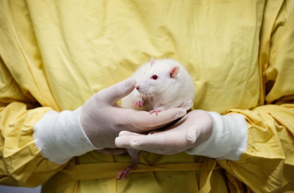 Diese Albino-Ratte dient Wissenschaftlern der Universität Tübingen als Versuchstier. Nagetiere sind die am häufigsten eingesetzten Versuchstiere.