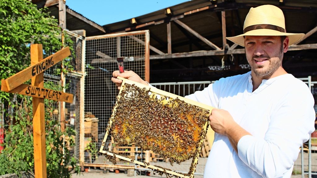 Neue Bienenvölker in Birkach: 240 000 neue Mitbewohner