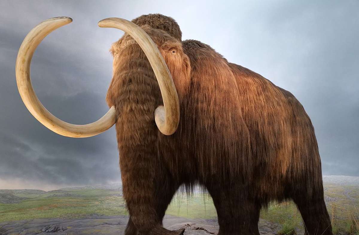 Mammuts (im Bild ein Wollhaarmammut) haben sich während der vergangenen Eiszeit vor 100 000 Jahren auf der nördlichen Halbkugel ausgebreitet. Infolge der Erderwärmung vor 15 000 Jahren schrumpften ihre Lebensräume, zudem hat der Mensch die Tiere gejagt.