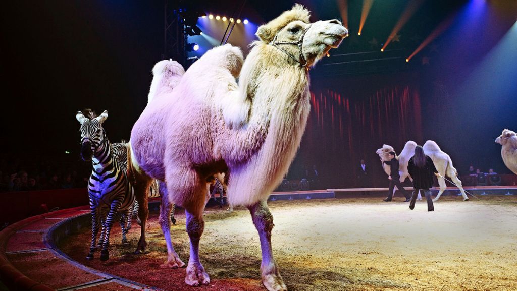 Reaktionen auf Urteil: Stuttgart hält am Wildtierverbot für Zirkusse fest