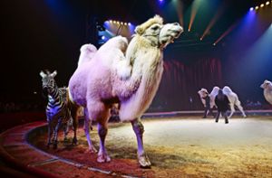 Stuttgart hält am Wildtierverbot für Zirkusse fest